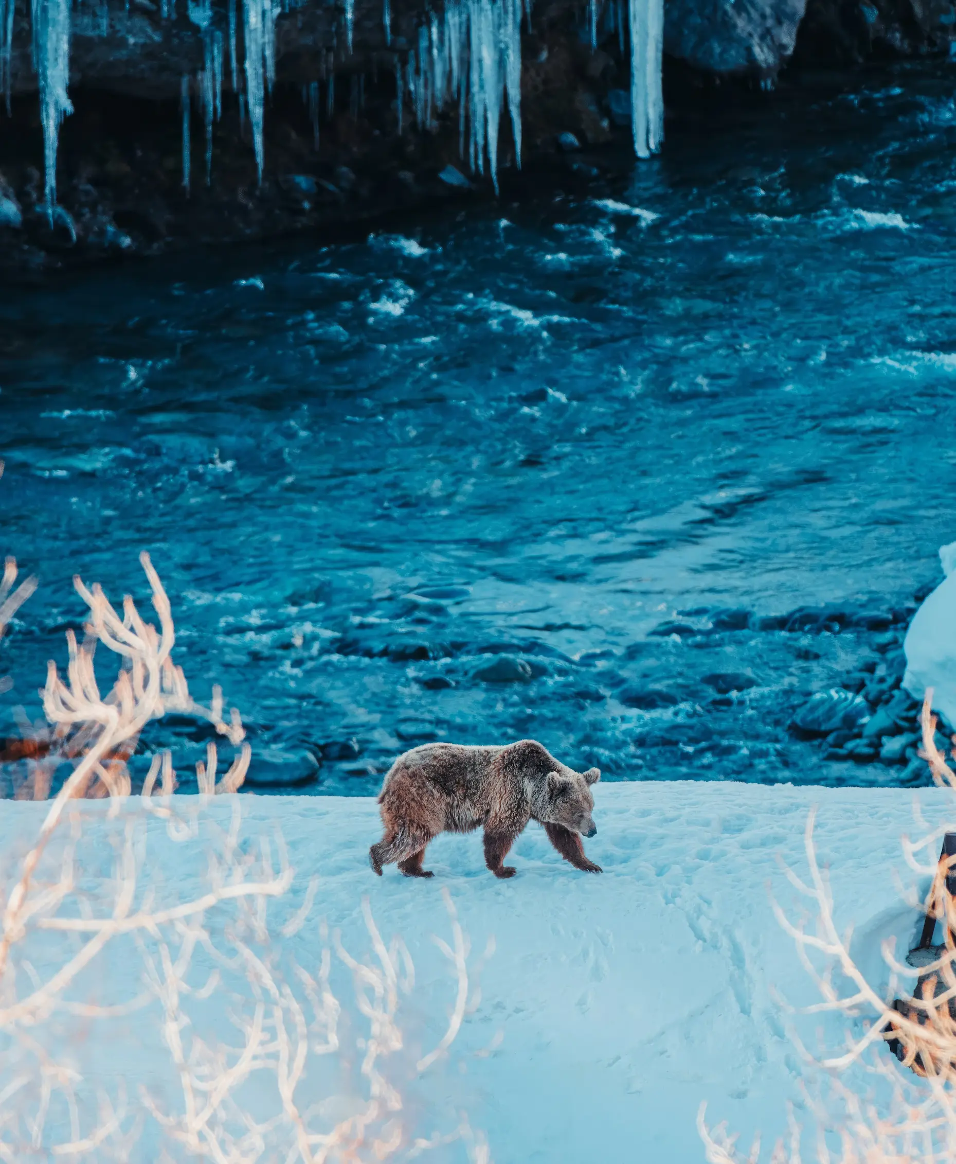 Himalayan brown bear Dren-Mo resting in Ladakh — Elite Expedition wildlife sighting